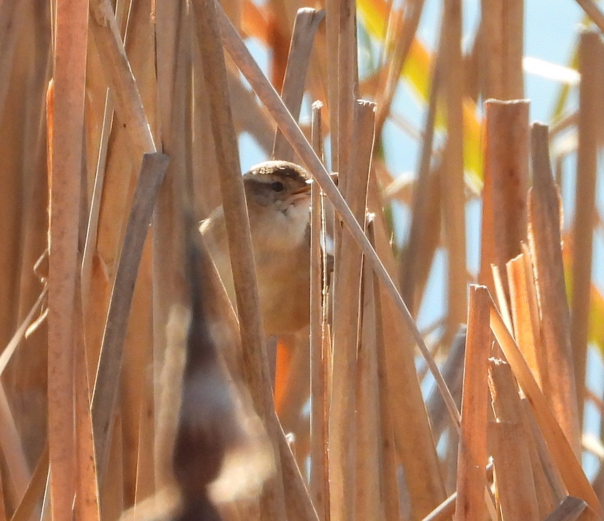 Marsh Wren - ML645802542