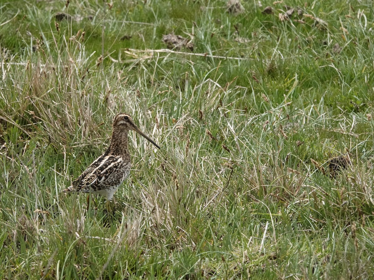 Puna Snipe - ML645802548