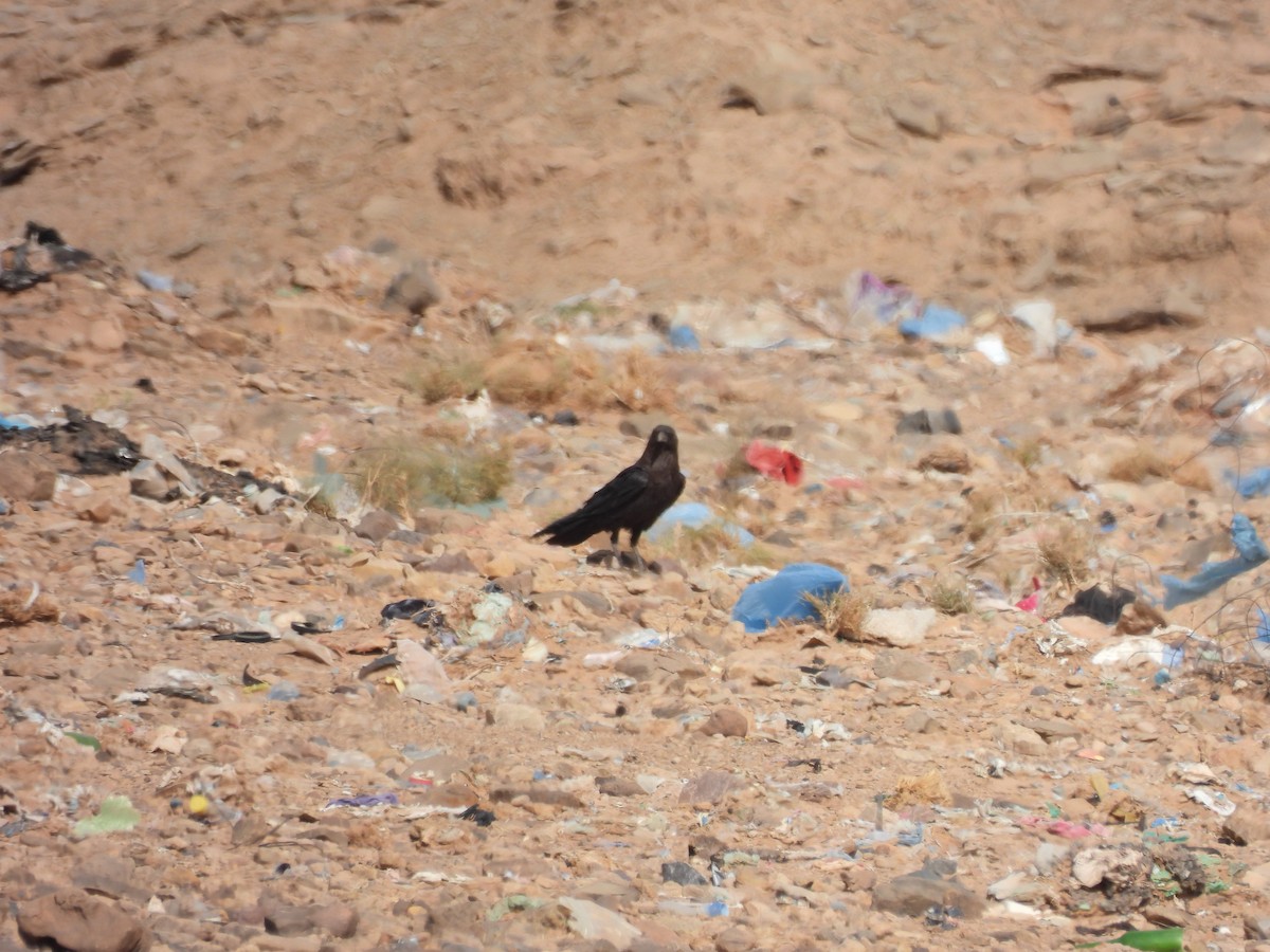 Brown-necked Raven - ML645802569