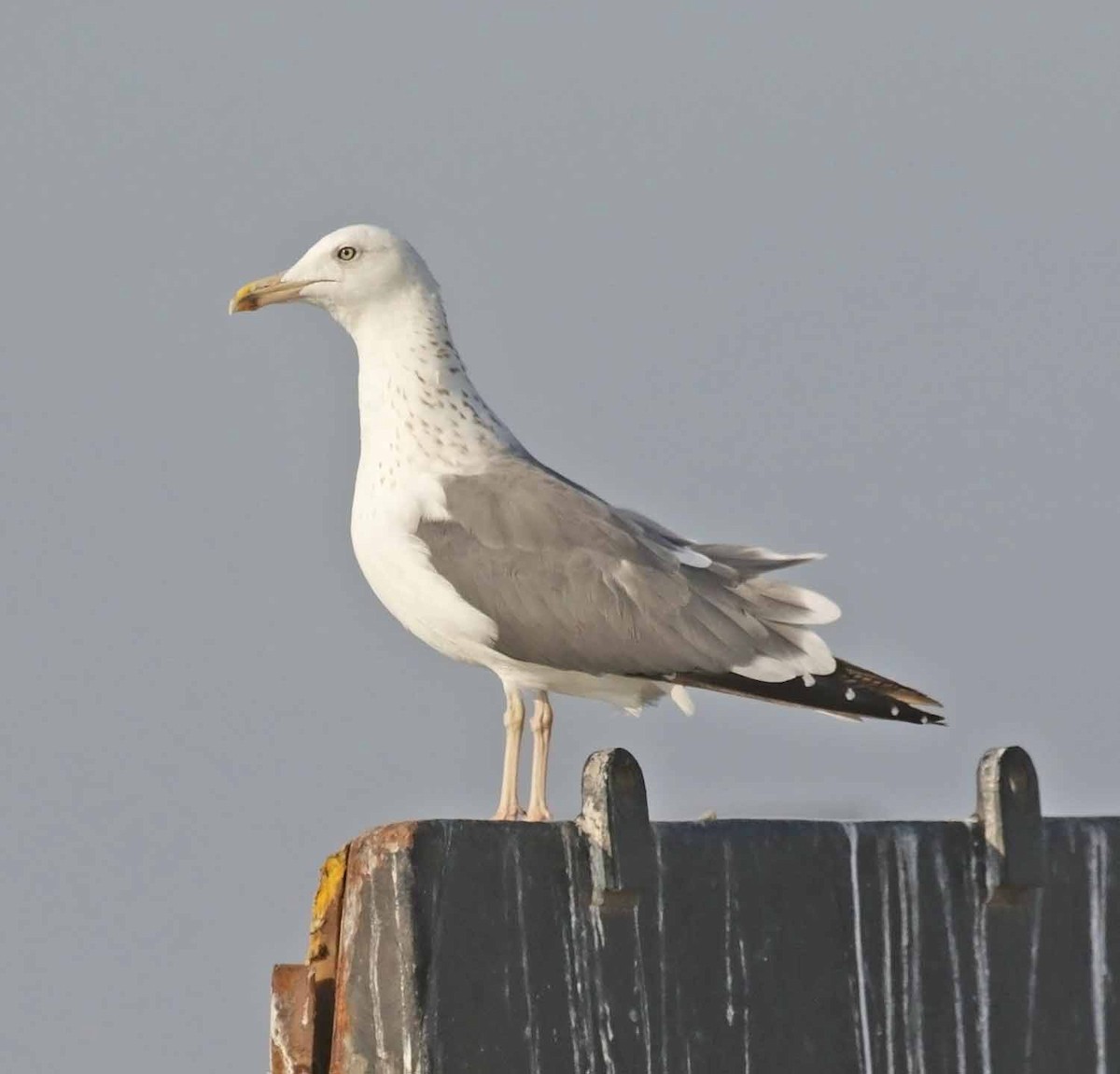 Lesser Black-backed Gull (Steppe) - ML645802615