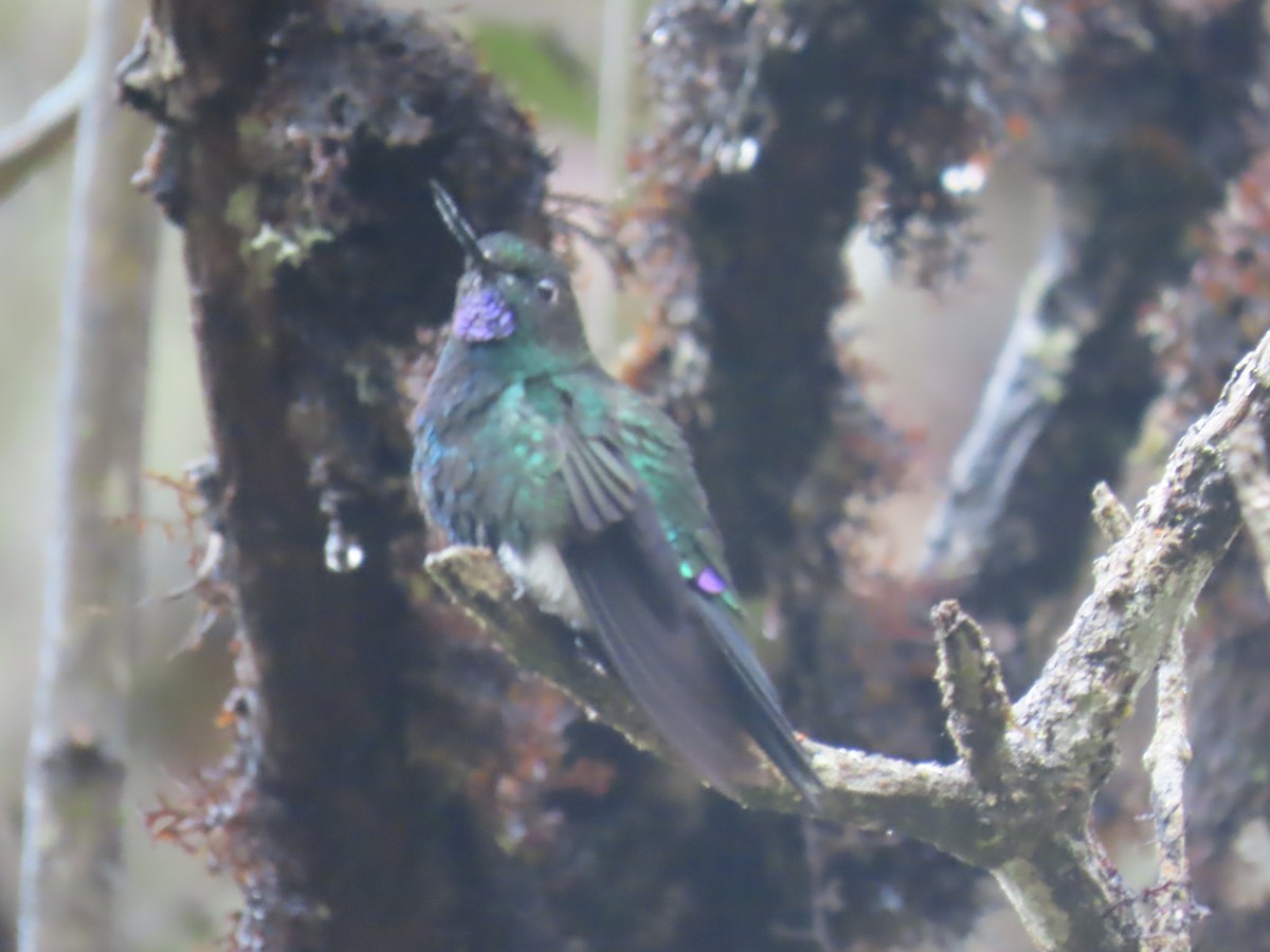 Glowing Puffleg - ML645802620