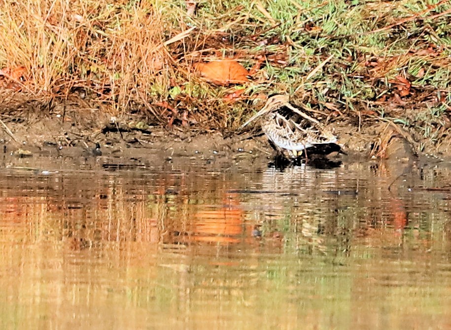 Wilson's Snipe - ML645802621