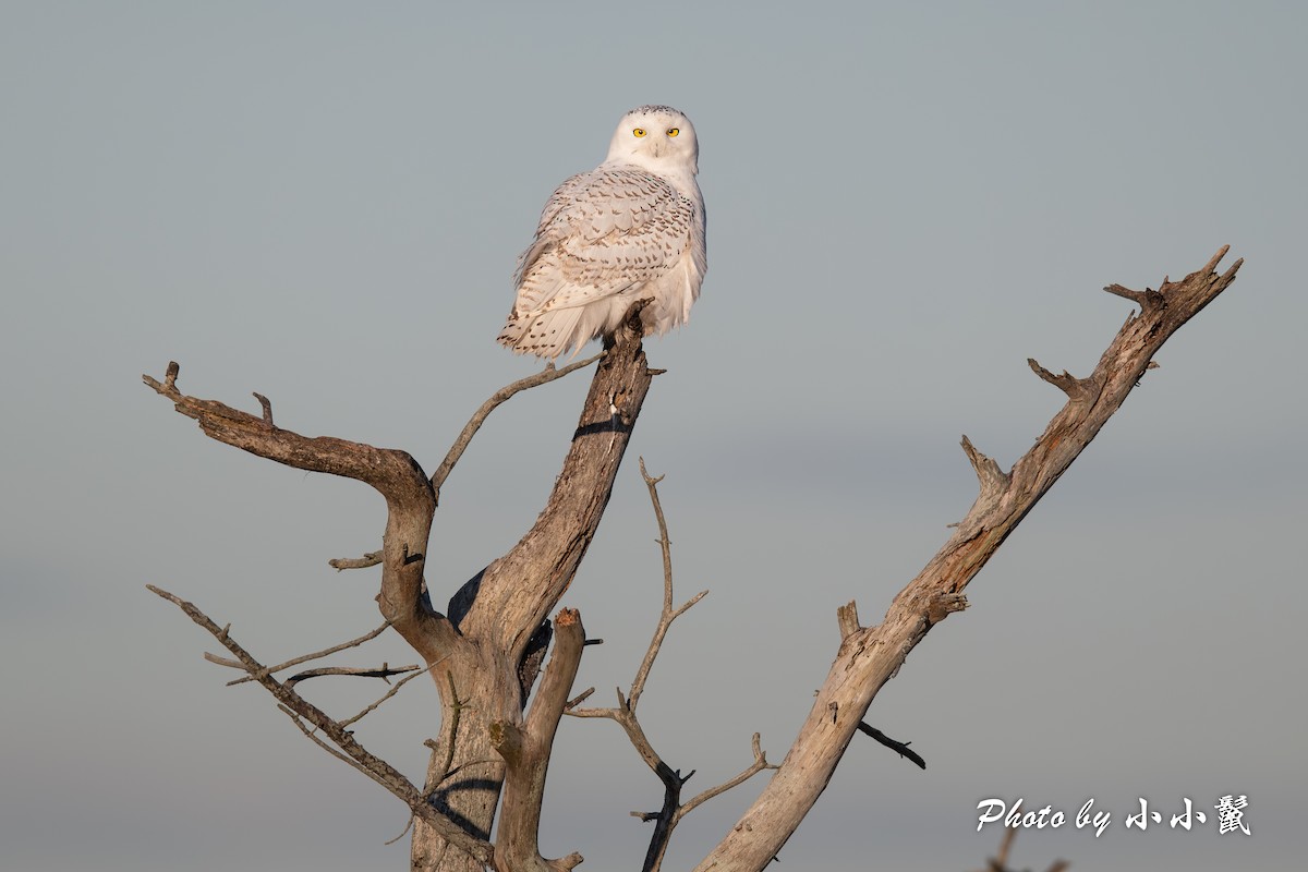 Snowy Owl - ML645802623