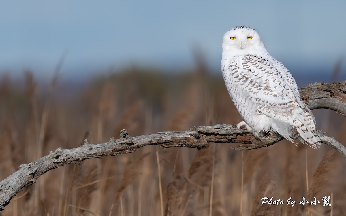 Snowy Owl - ML645802625