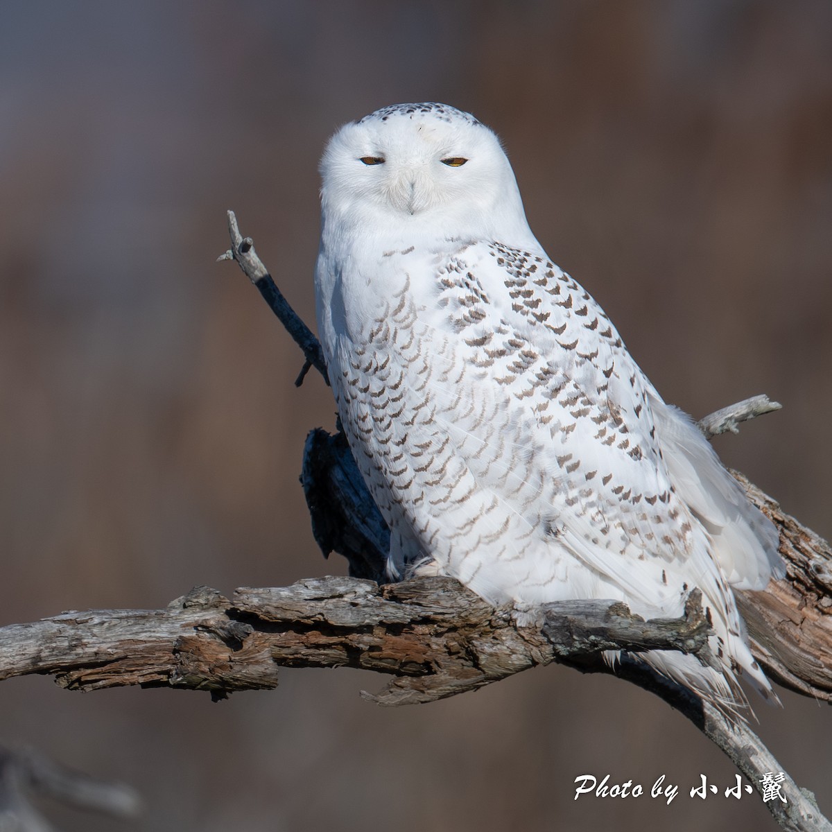 Snowy Owl - ML645802626
