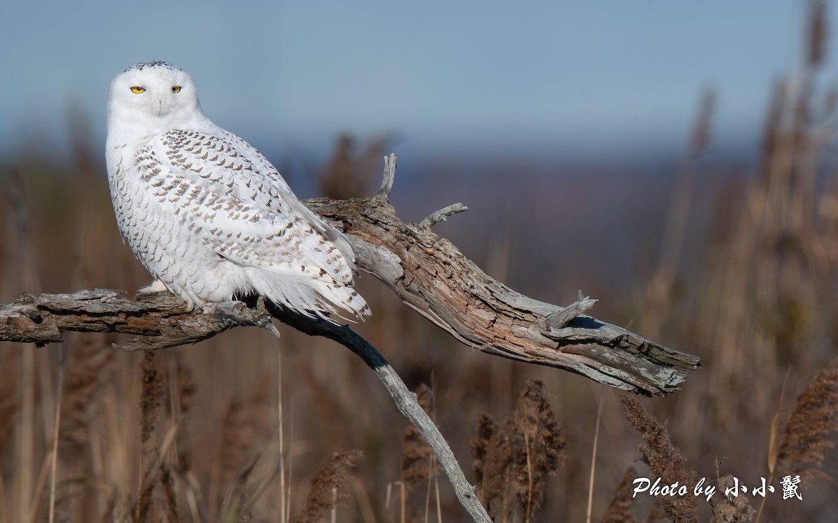 Snowy Owl - ML645802627
