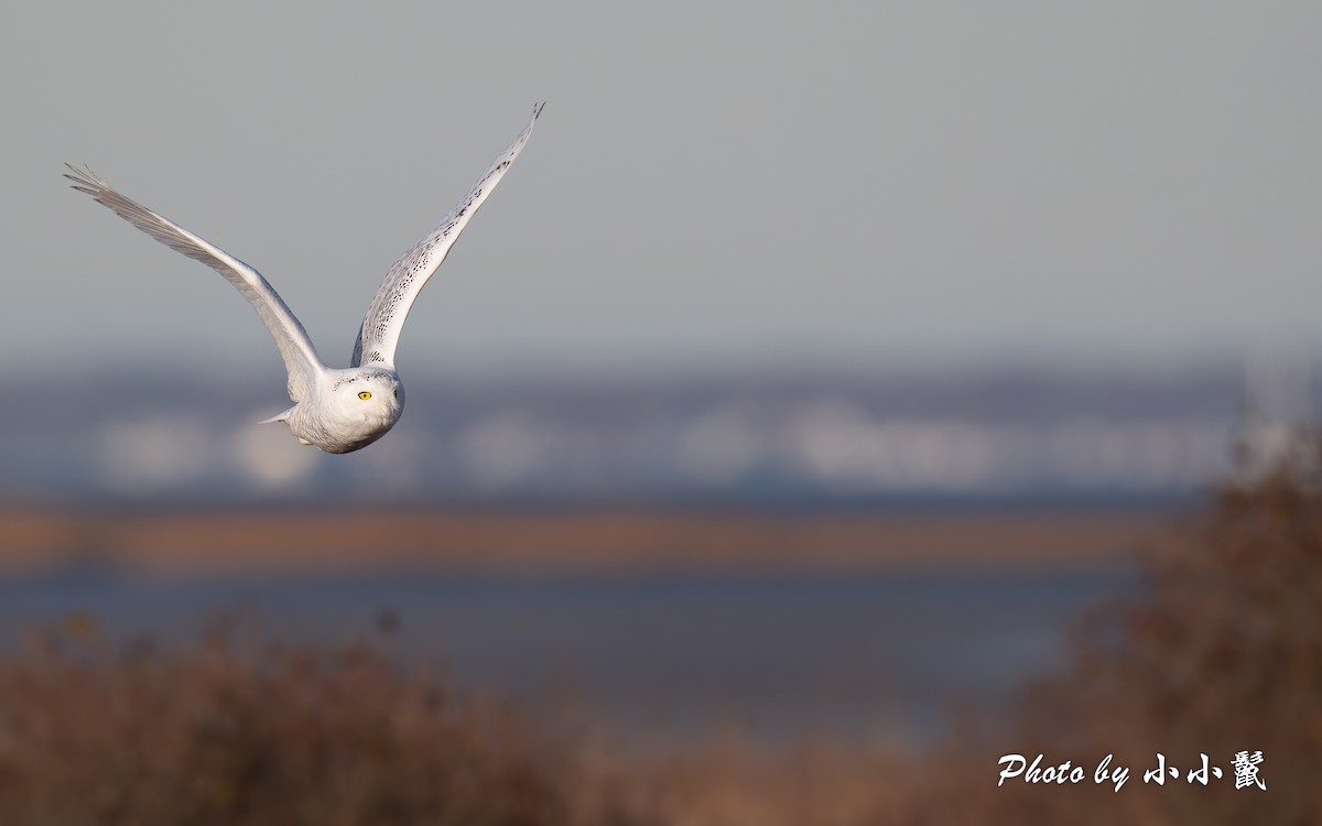 Snowy Owl - ML645802628