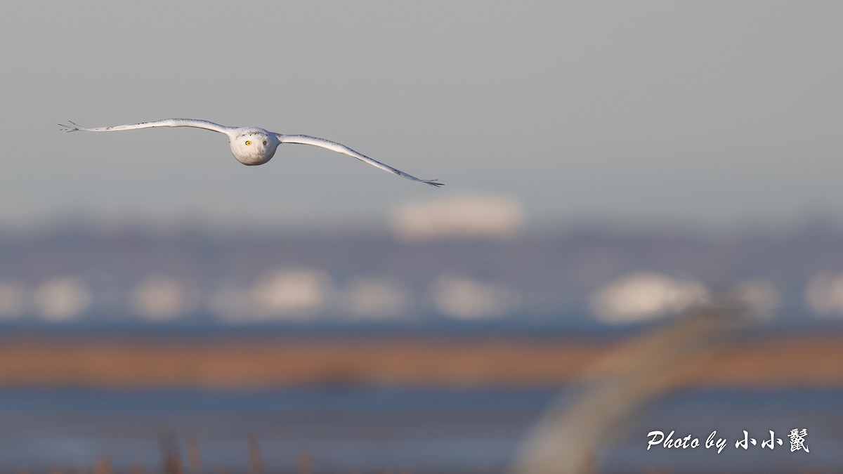Snowy Owl - ML645802629
