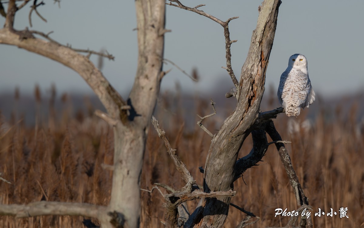 Snowy Owl - ML645802631