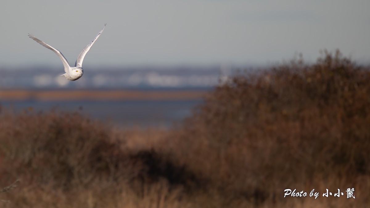 Snowy Owl - ML645802632