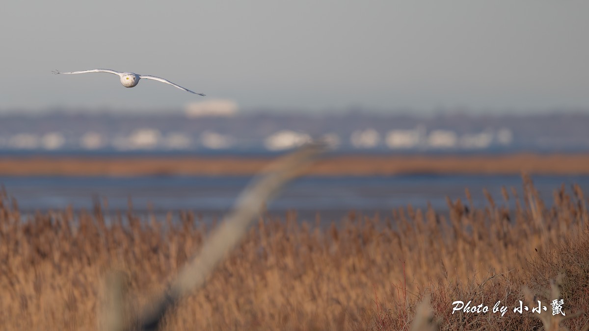 Snowy Owl - ML645802633