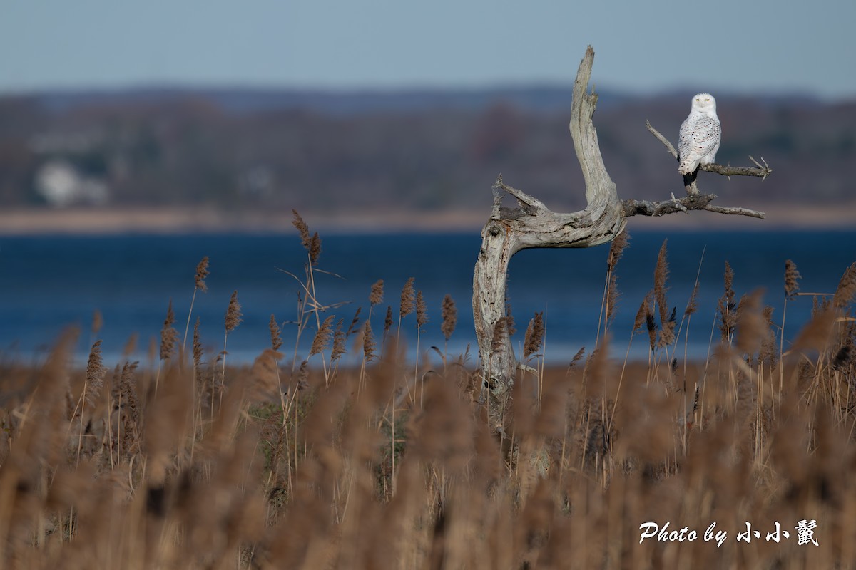 Snowy Owl - ML645802634