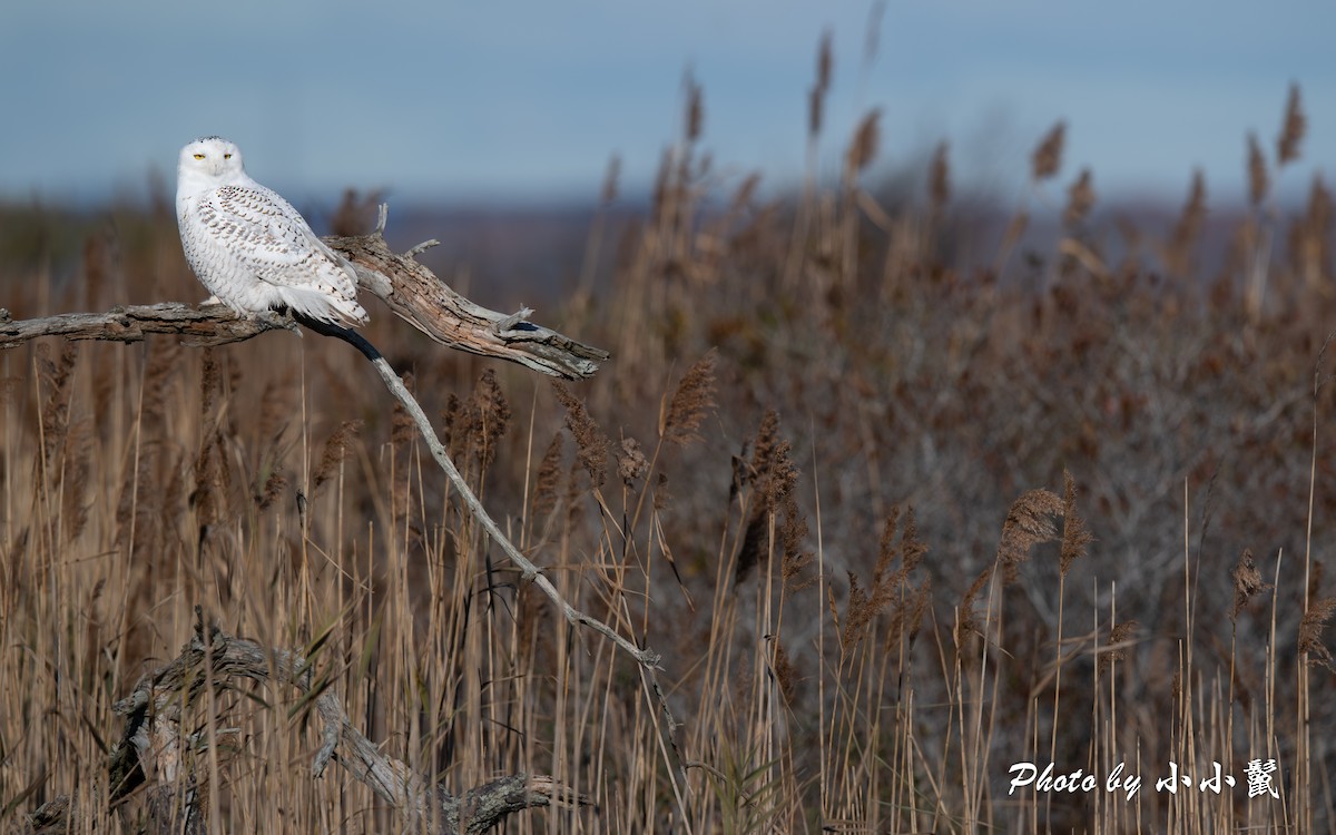 Snowy Owl - ML645802635