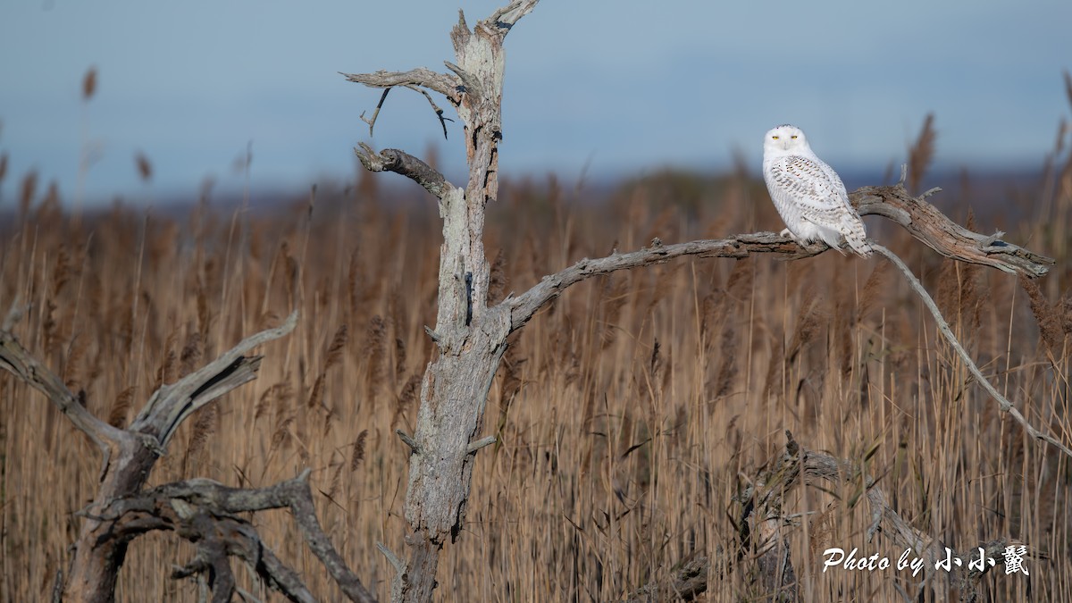 Snowy Owl - ML645802636