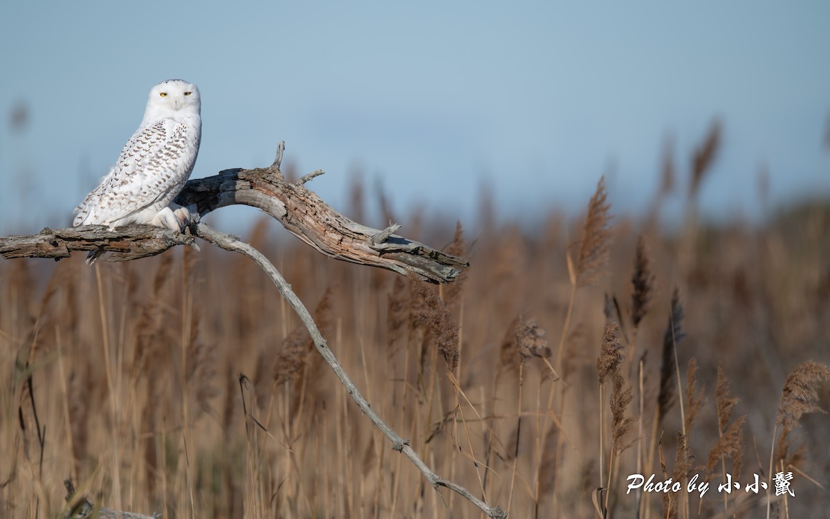 Snowy Owl - ML645802638