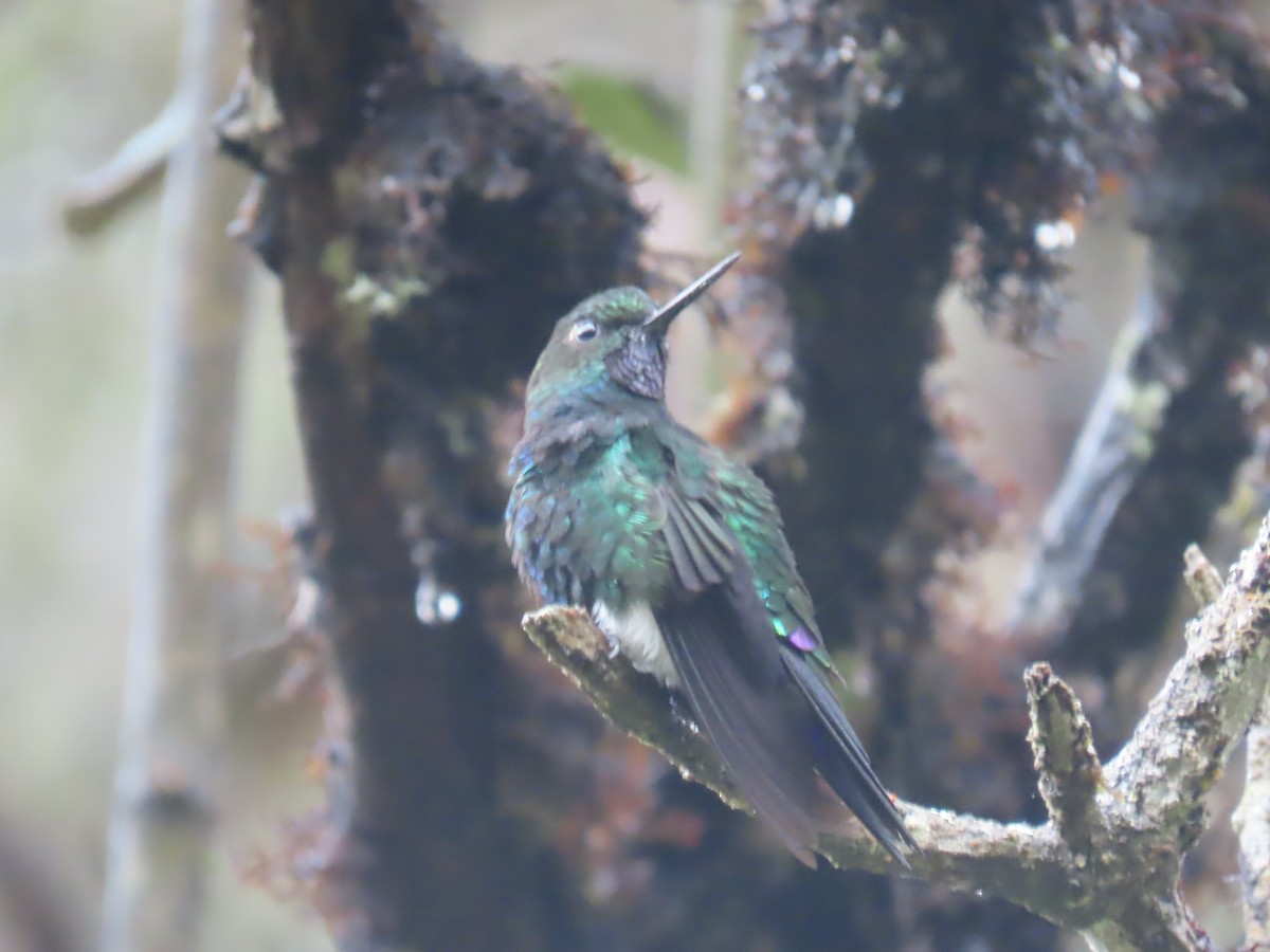 Glowing Puffleg - ML645802648