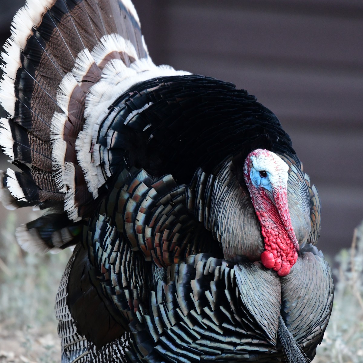 Wild Turkey - ML645802651
