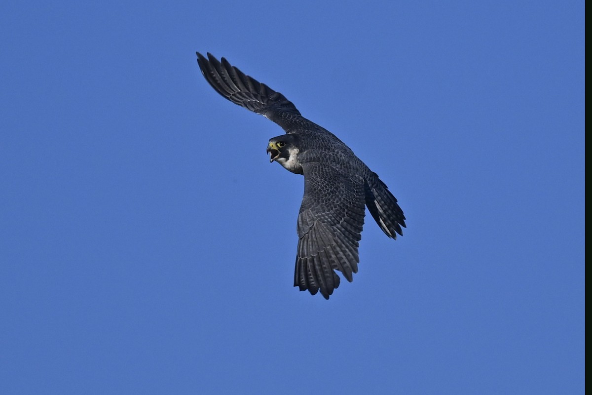 Peregrine Falcon - ML645802653