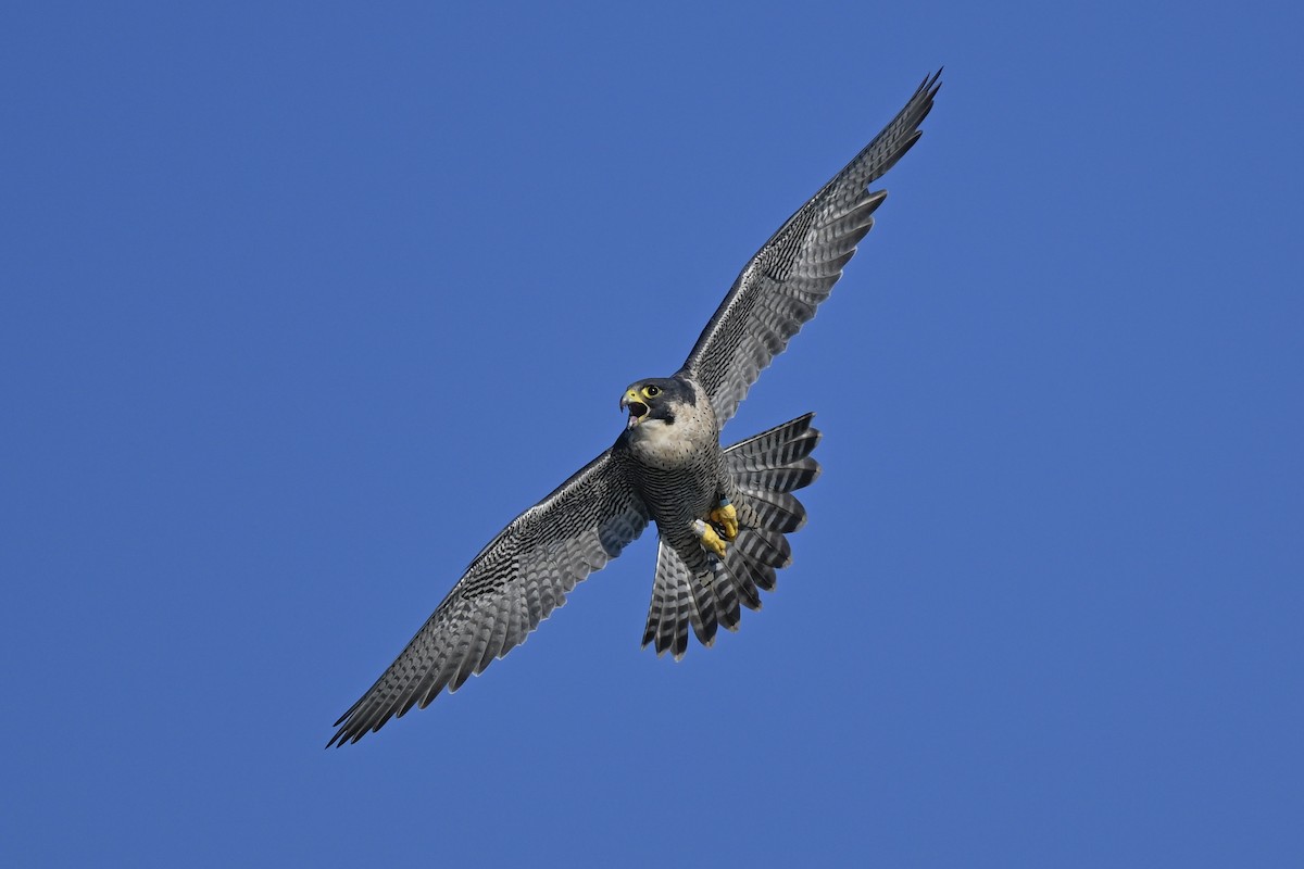 Peregrine Falcon - ML645802654