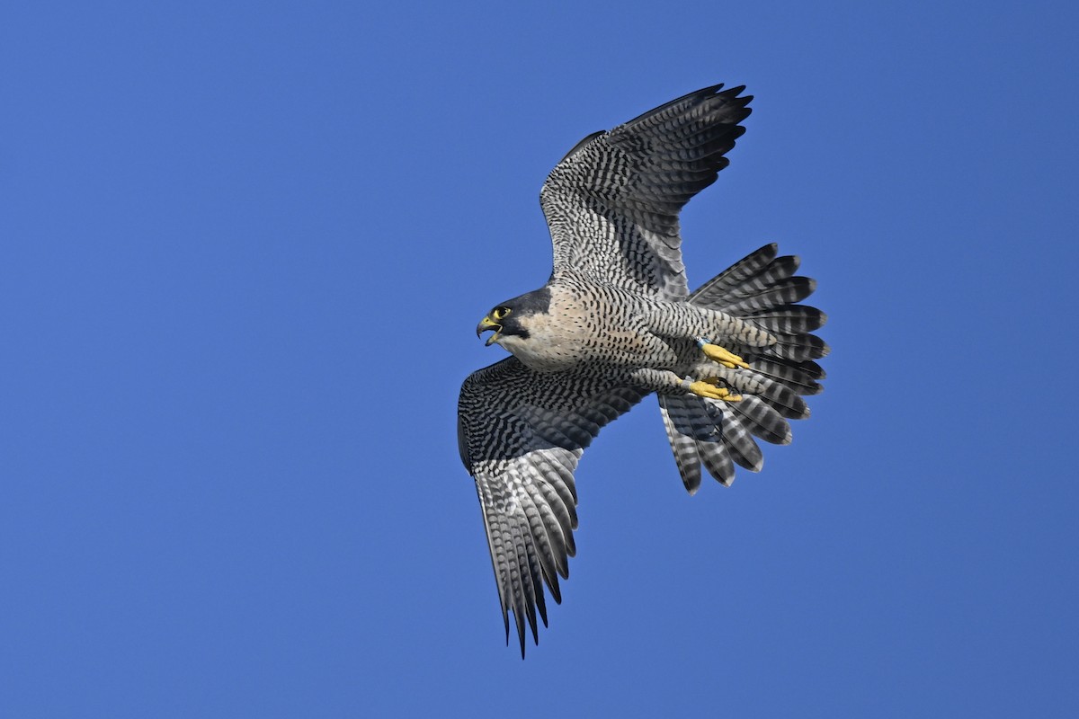 Peregrine Falcon - ML645802655