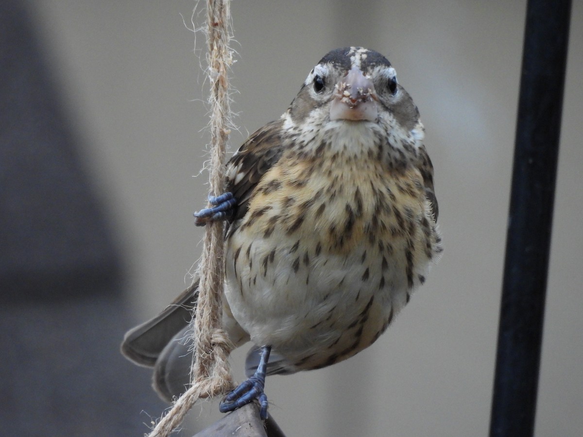 Rose-breasted Grosbeak - ML645802658