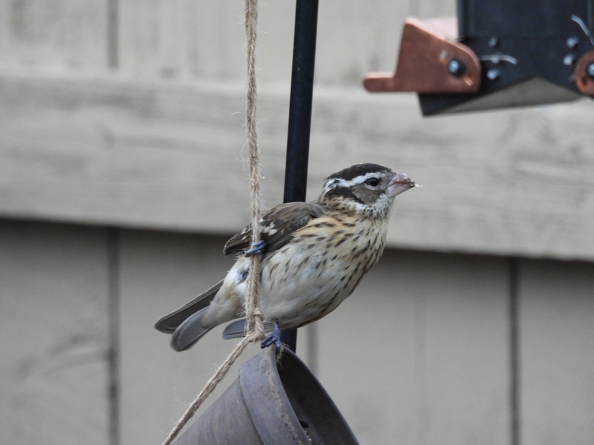 Rose-breasted Grosbeak - ML645802659