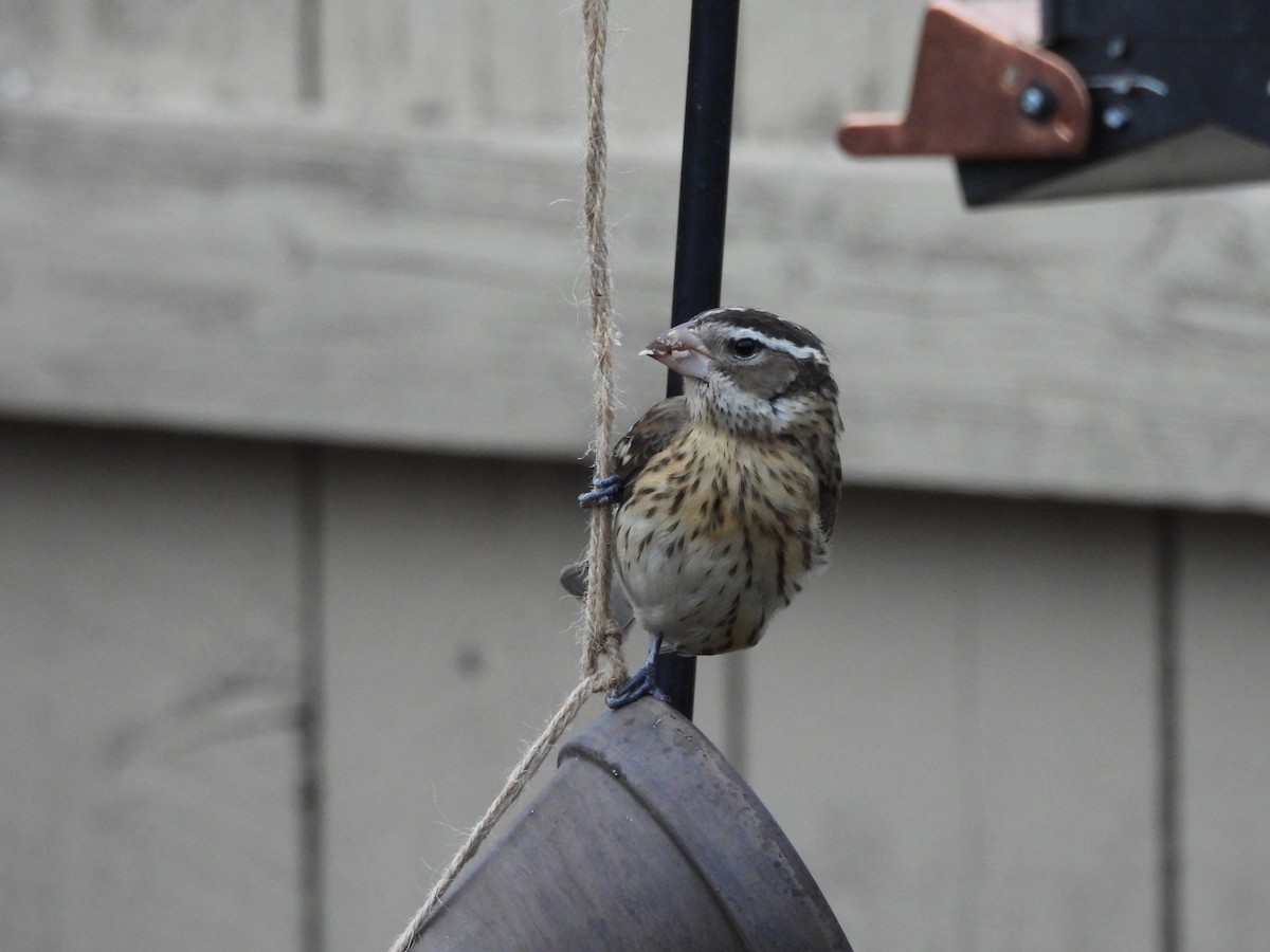 Rose-breasted Grosbeak - ML645802660