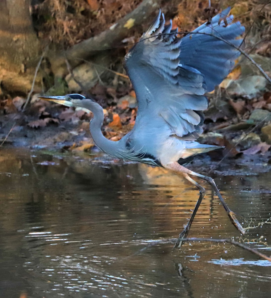 Great Blue Heron - ML645802664