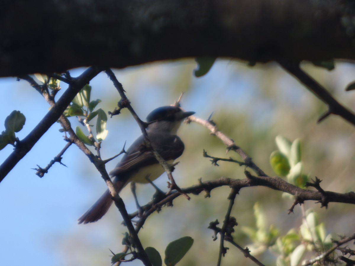 White-naped Xenopsaris - ML645802667