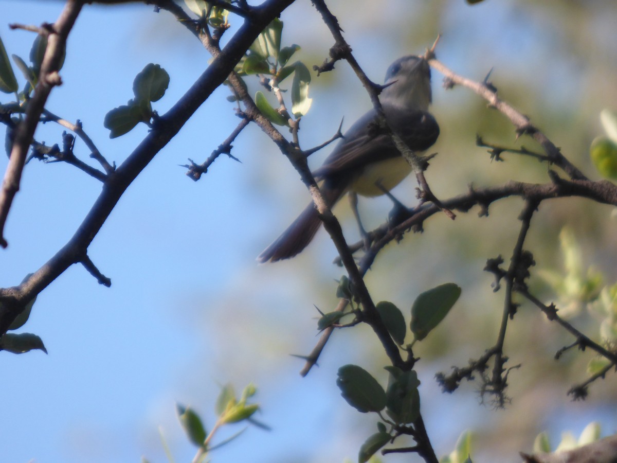 White-naped Xenopsaris - ML645802668