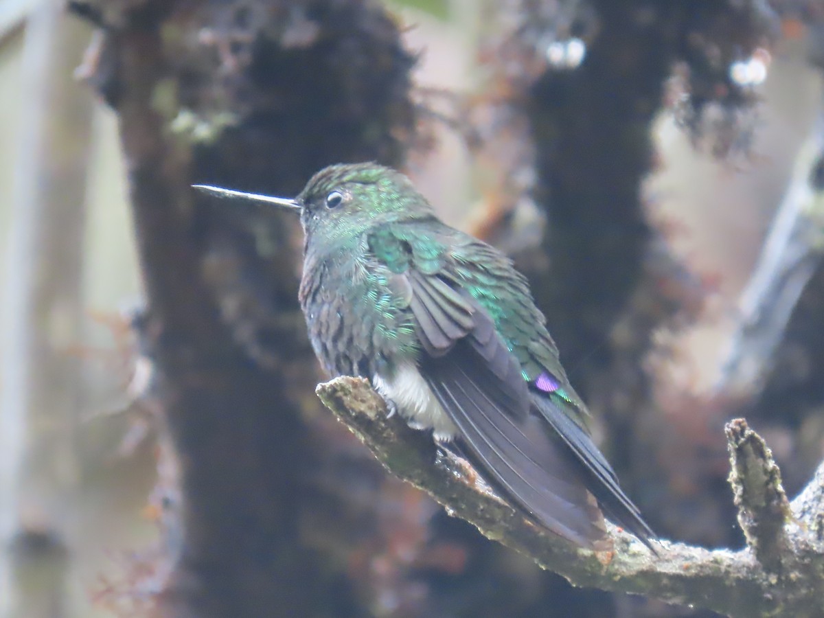 Glowing Puffleg - ML645802669