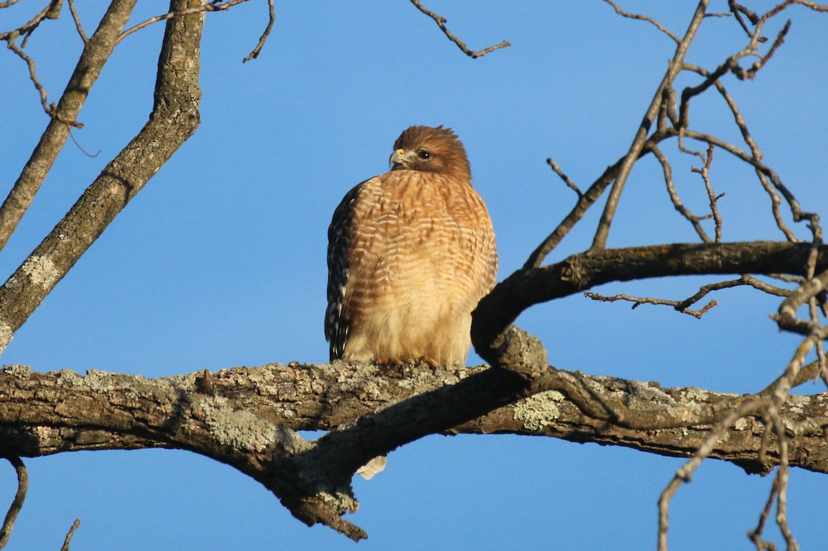 Red-shouldered Hawk - ML645802670