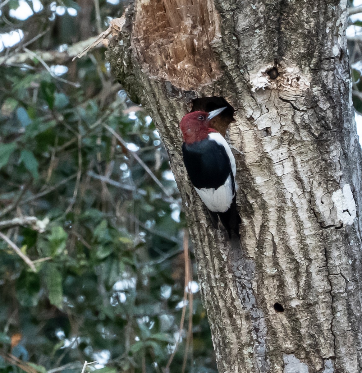 Red-headed Woodpecker - ML645802685