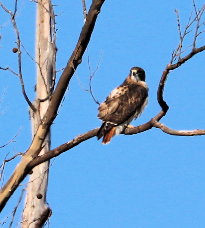 Red-tailed Hawk - ML645802686