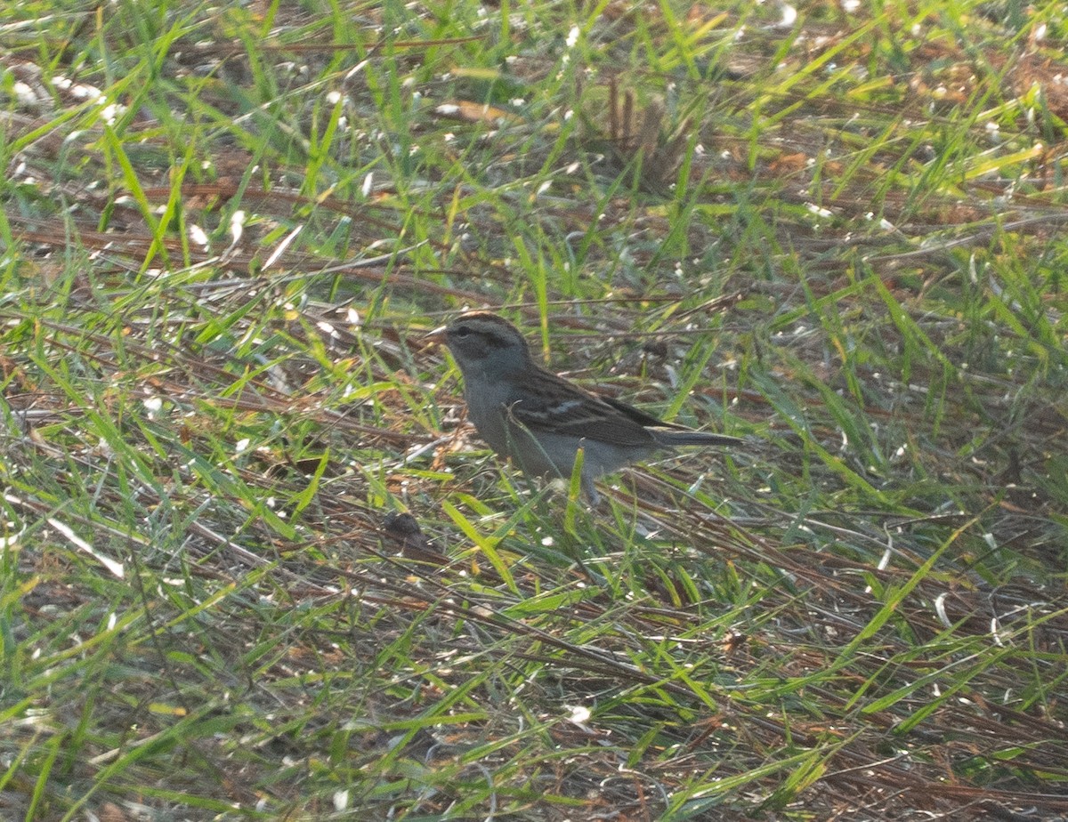 Chipping Sparrow - ML645802690