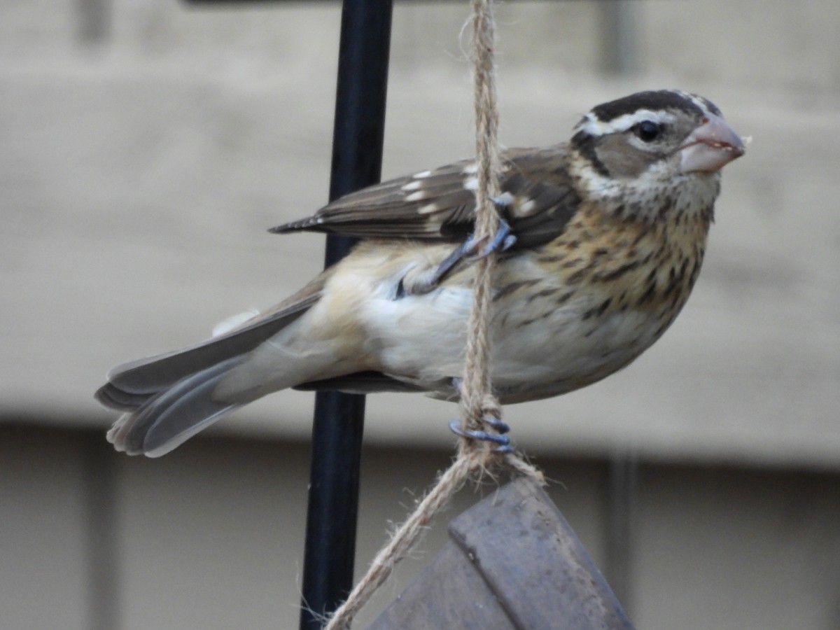 Rose-breasted Grosbeak - ML645802697
