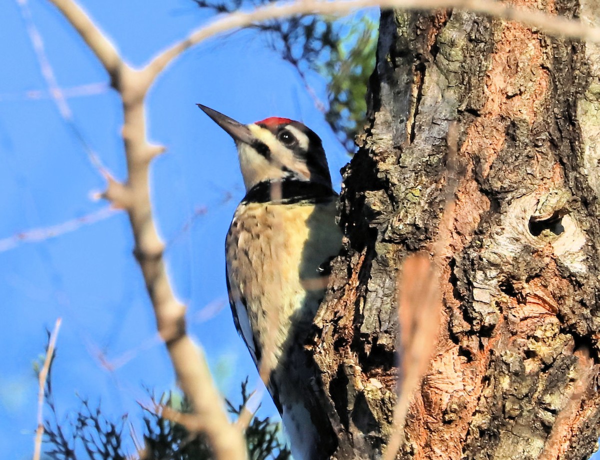 Yellow-bellied Sapsucker - ML645802700