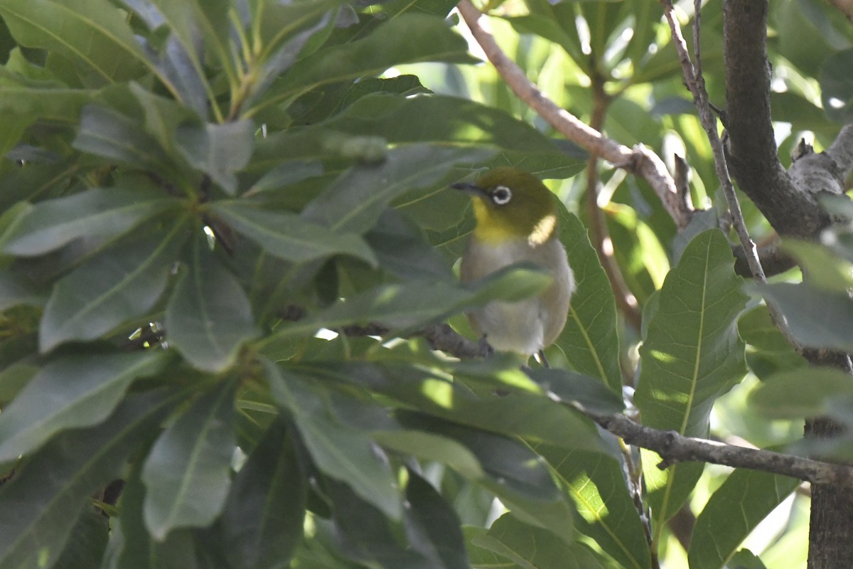 Окулярник японський - ML645802703