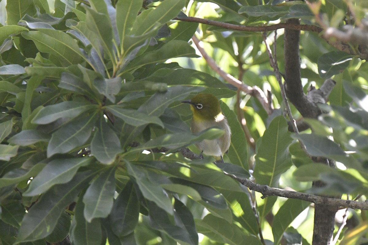 Окулярник японський - ML645802704