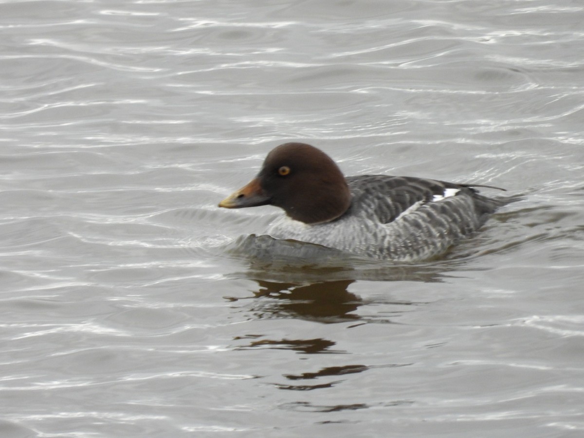 Common Goldeneye - ML645802705