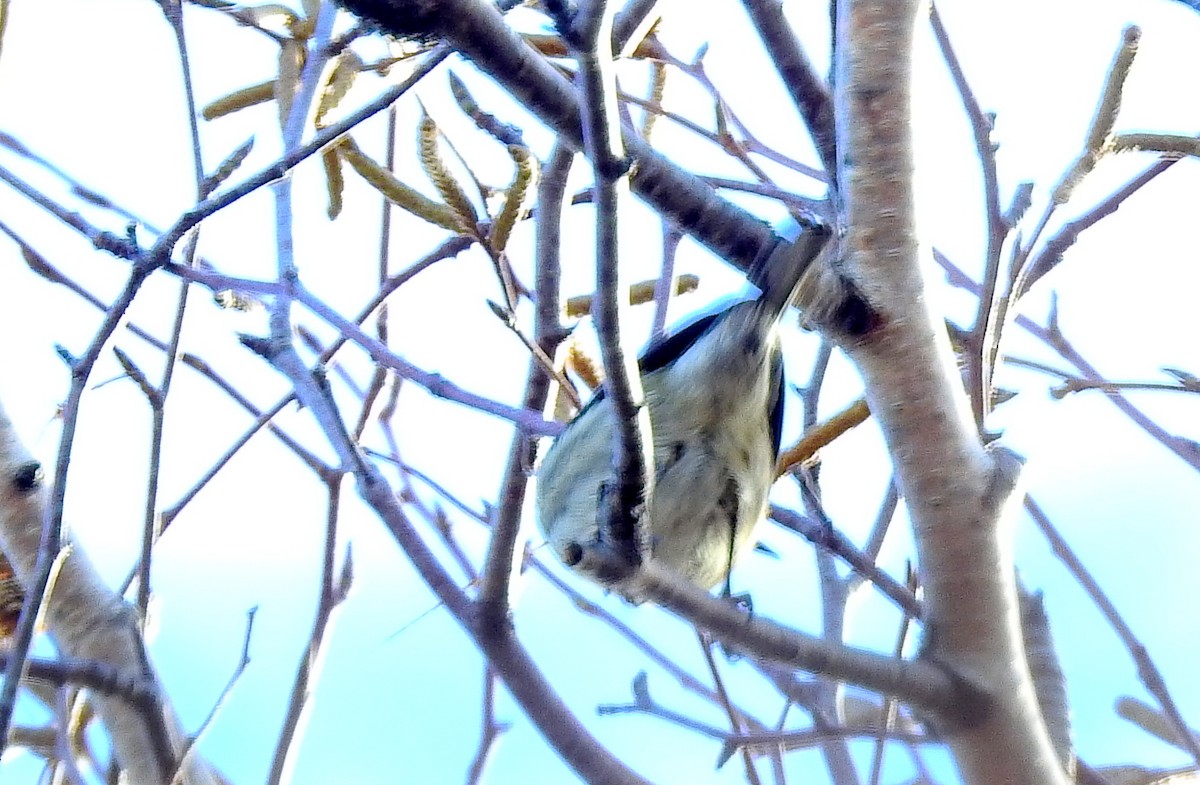 Townsend's Warbler - ML645802706