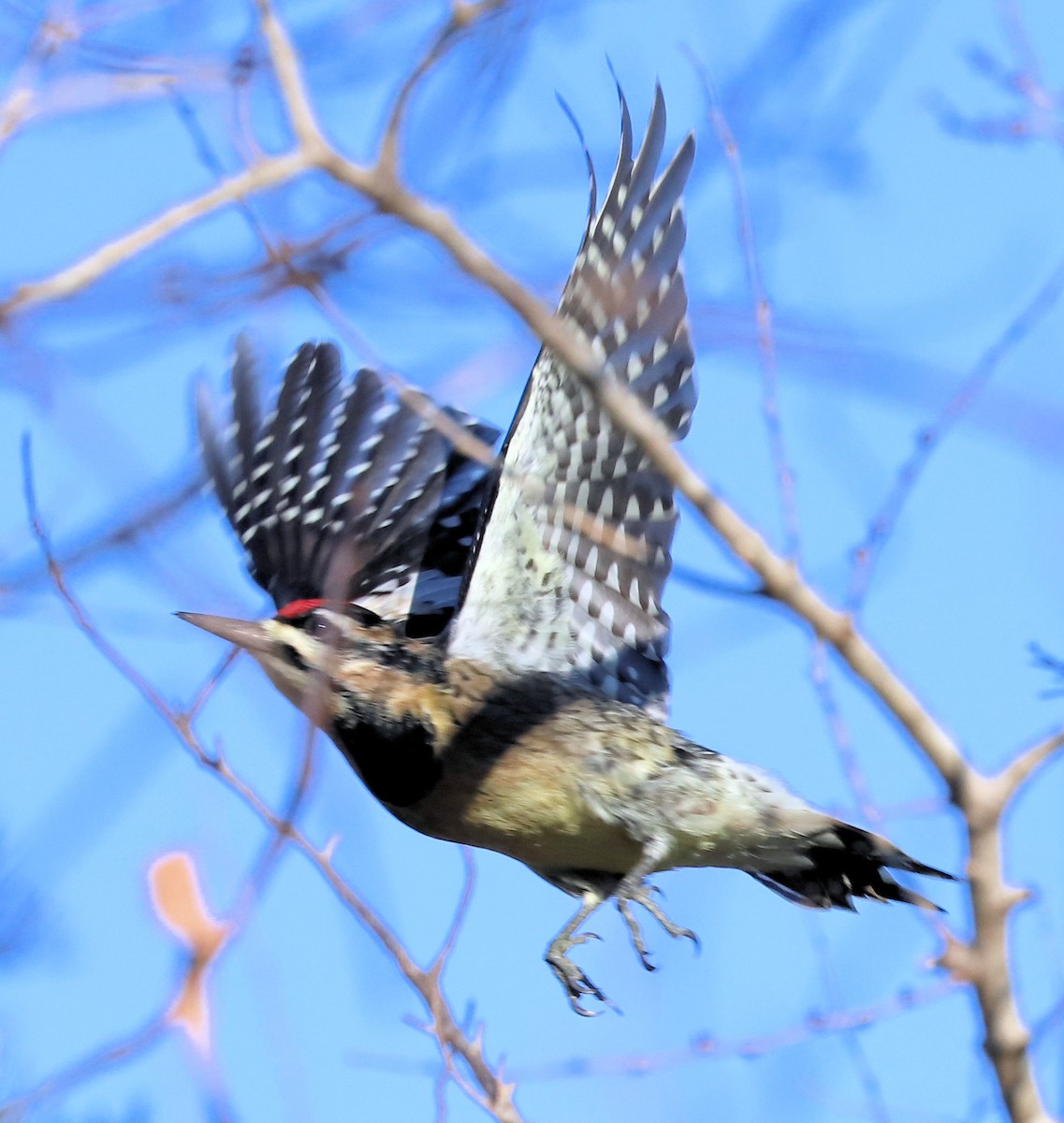Yellow-bellied Sapsucker - ML645802707