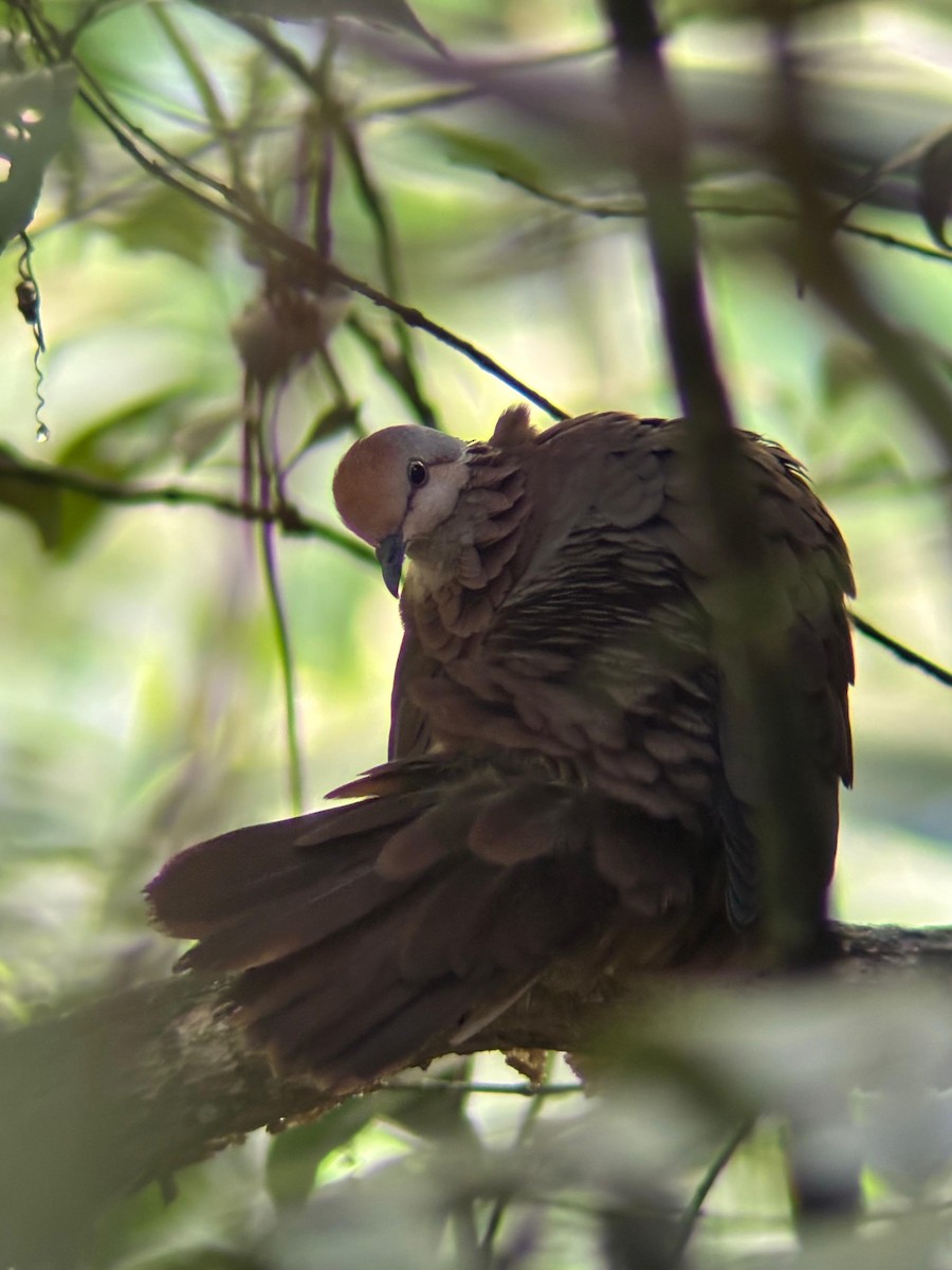 Lined Quail-Dove - ML645802713