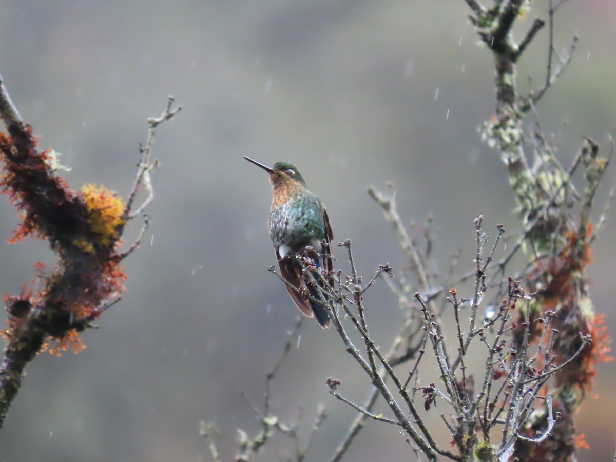 Glowing Puffleg - ML645802714