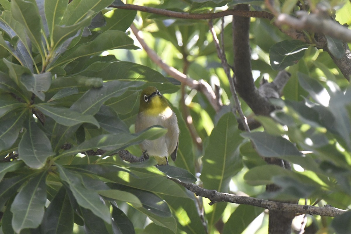 Окулярник японський - ML645802715
