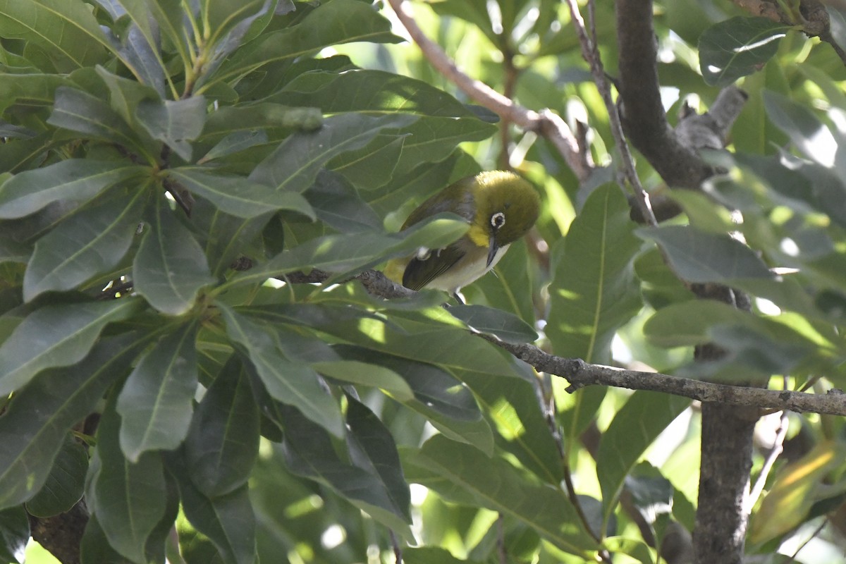 Окулярник японський - ML645802716