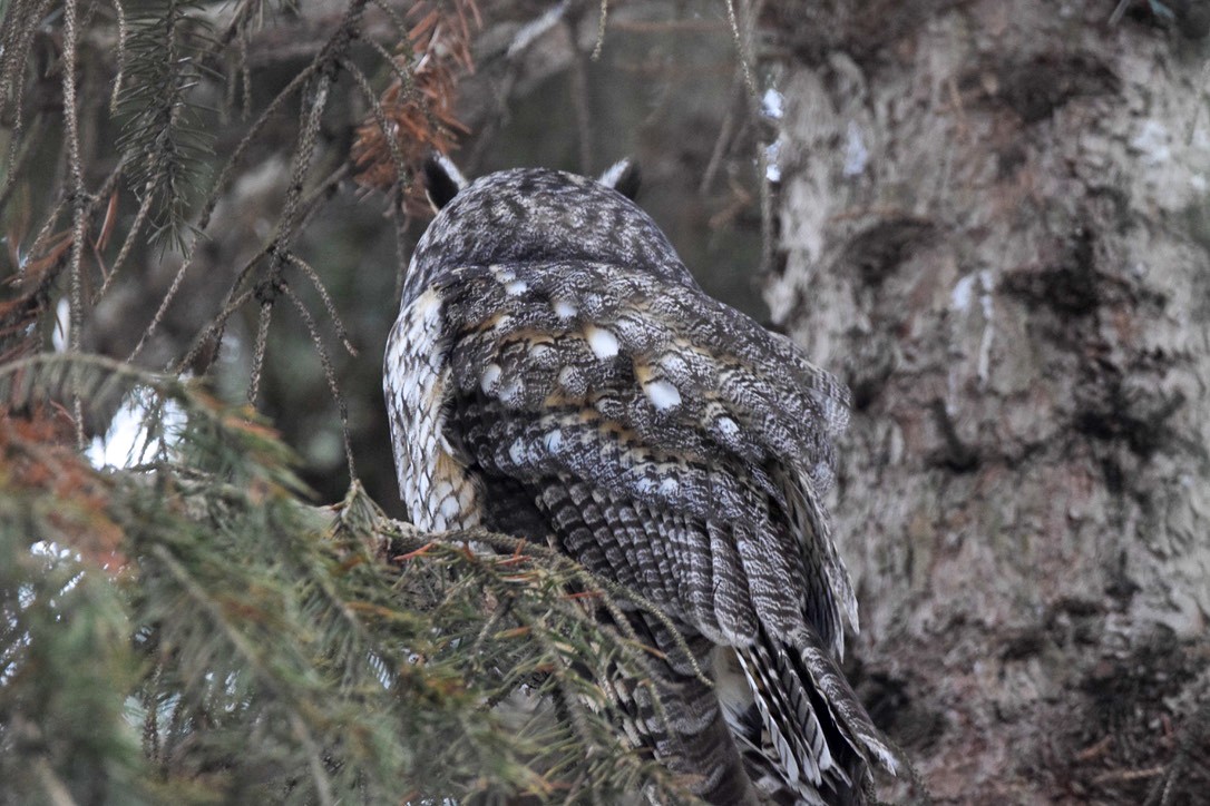 Long-eared Owl - ML645802717