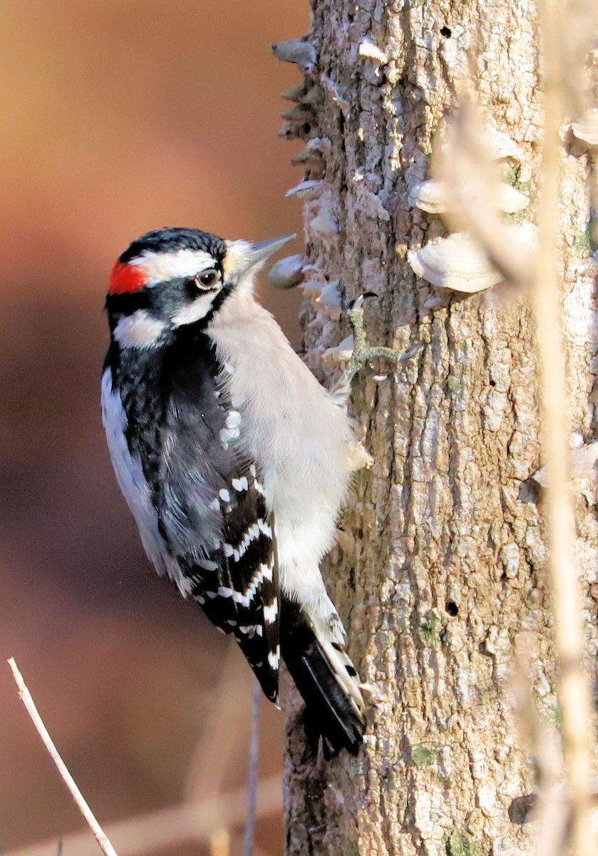 Downy Woodpecker - ML645802718