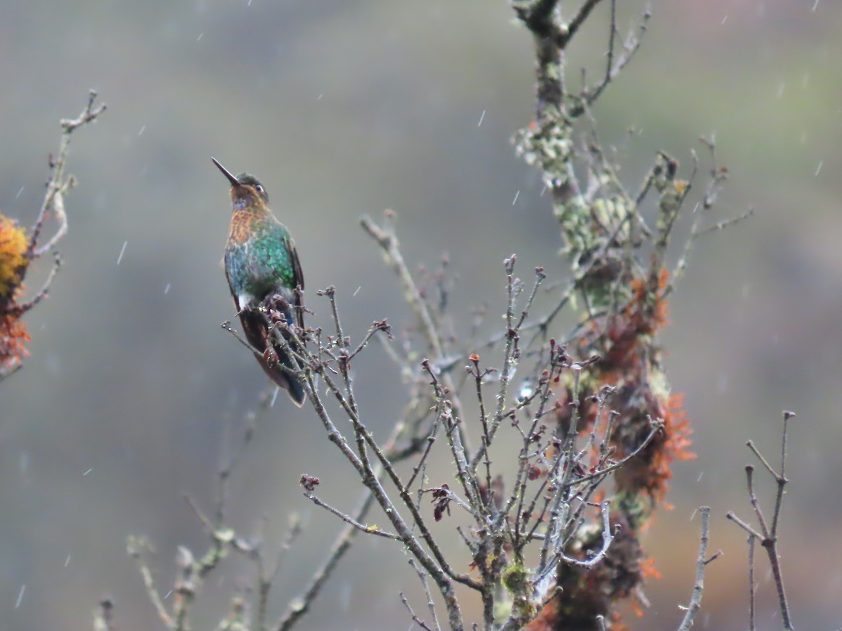 Glowing Puffleg - ML645802721