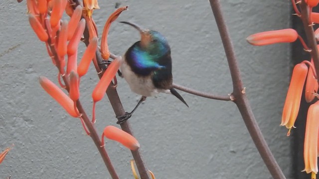 Белобрюхая нектарница - ML645802726